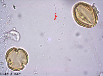 ISEM 2/Chironia_decumbens_36496/Chironia_decumbens_36496_0001(copy)_thumb.jpg